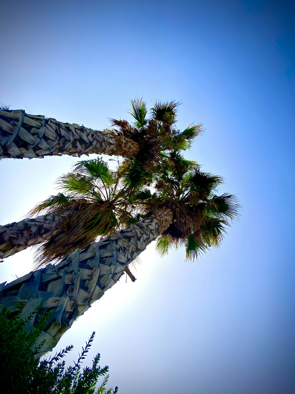 a couple of palm trees that are next to each other