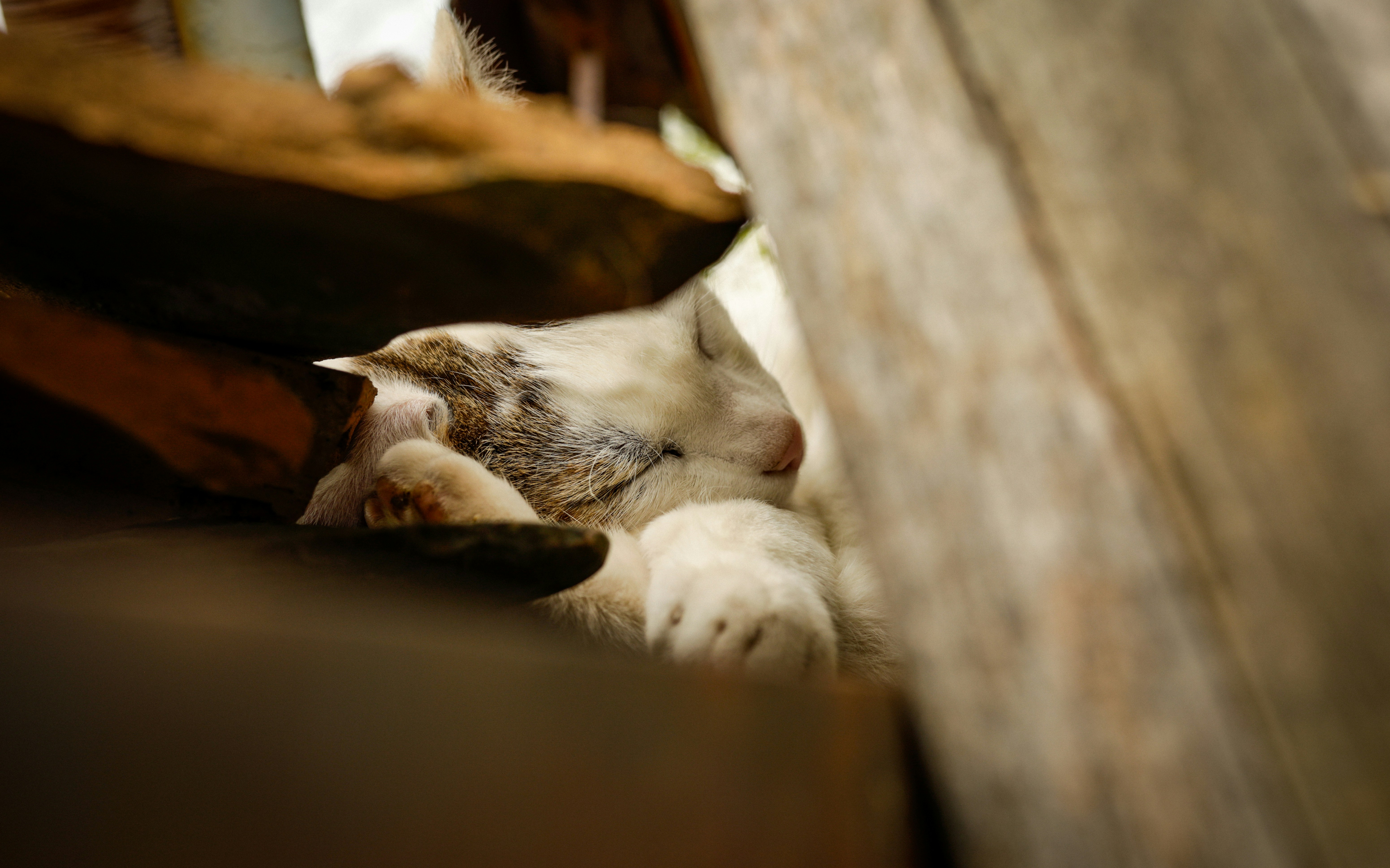 um gato branco e cinza deitado em cima de um banco de madeira