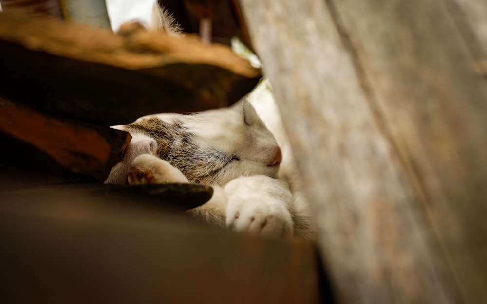 a white and gray cat laying on top of a wooden bench