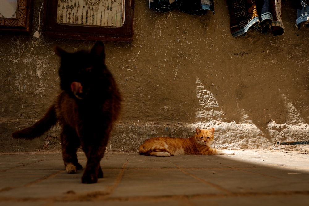 a couple of cats that are standing in the street