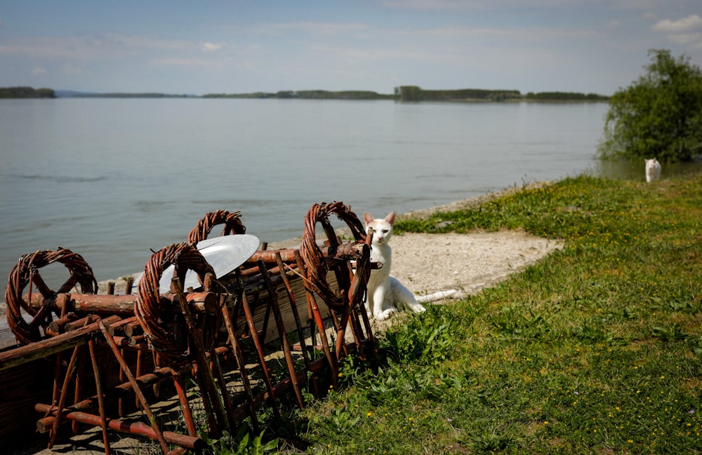 a cat sitting on the edge of a fence next to a body of water