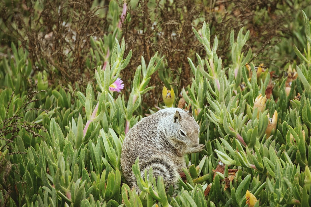 a small animal sitting in the middle of a bush