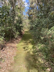 An open path surrounded by trees and sunlight.
