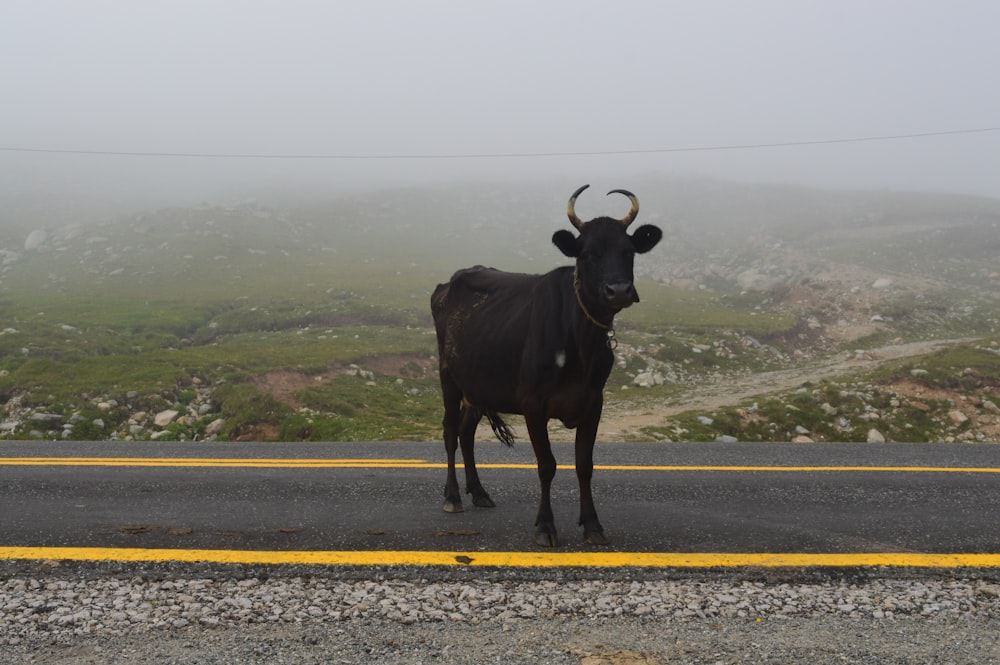 a black cow standing on the side of a road