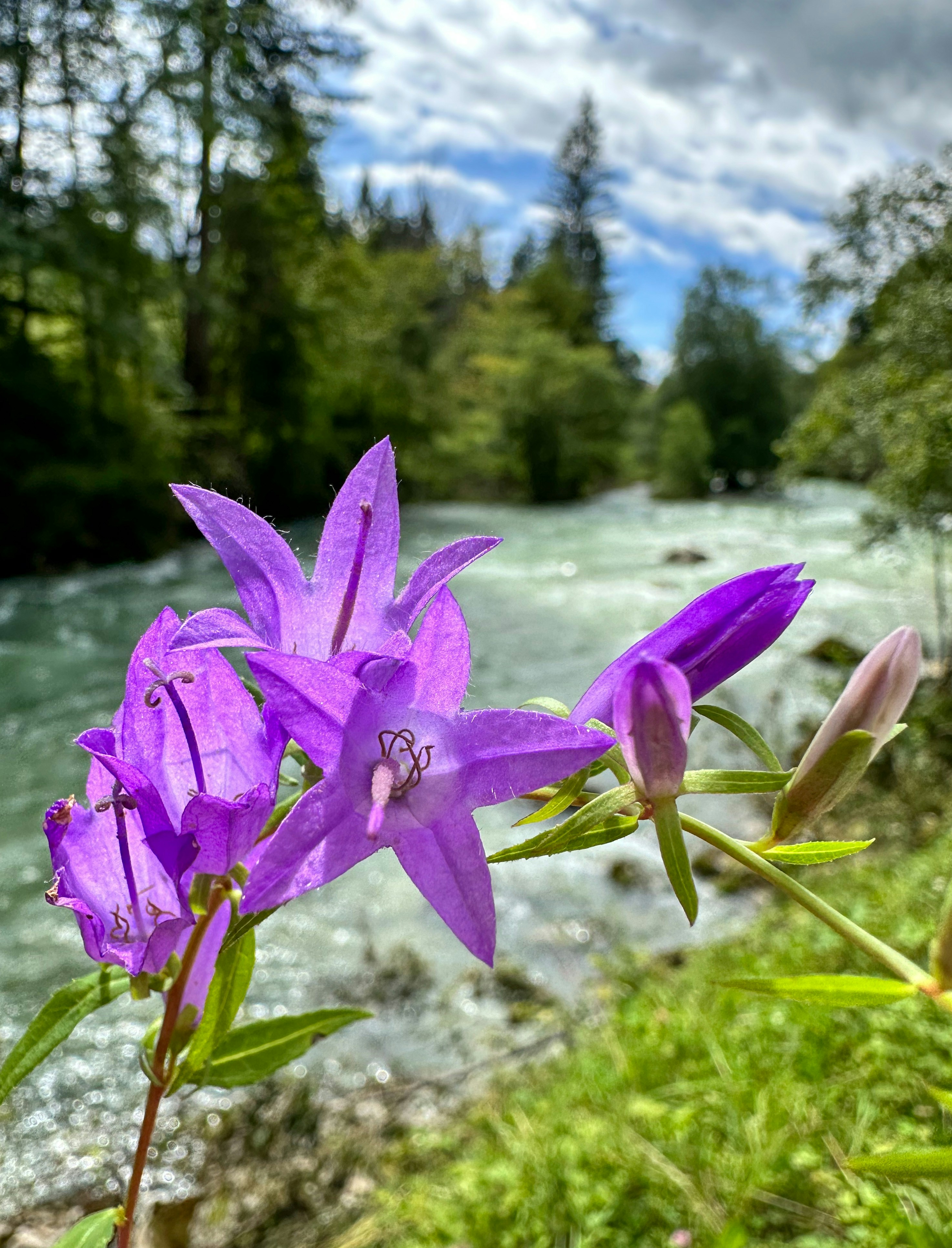 A purple flower sitting on top of a lush green field photo – Free ...
