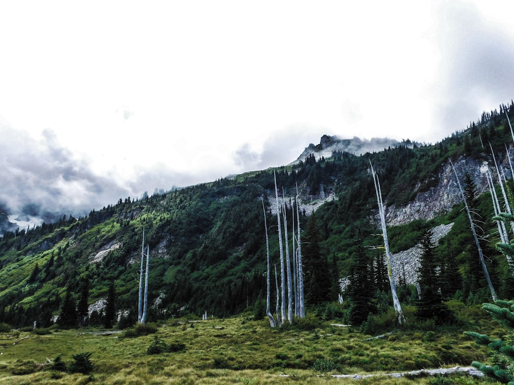 a mountain covered in lots of tall trees