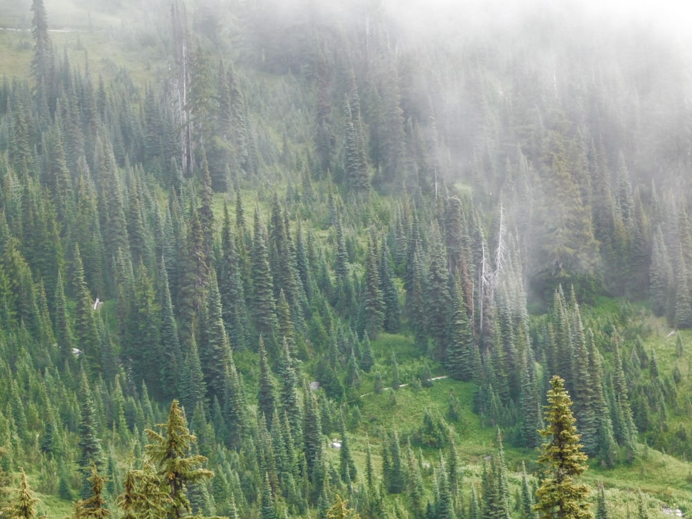 a group of trees that are standing in the grass