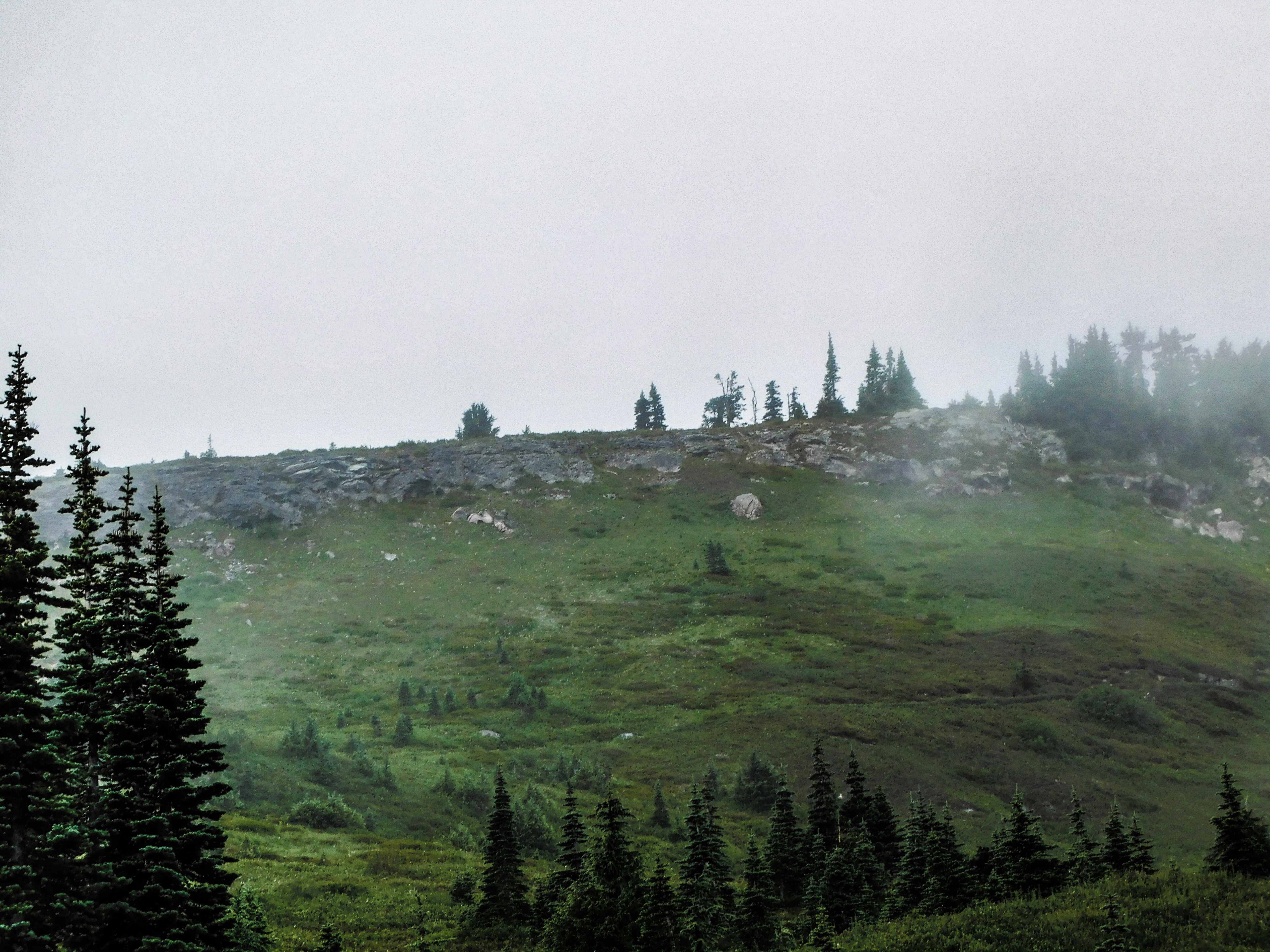 a grassy hill with trees on the side of it, Misty meadows.