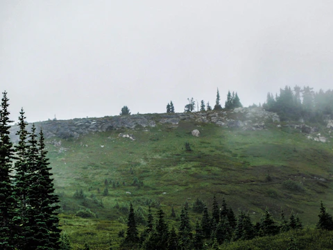 Misty landscape of Gorthan with lush greenery and fog enveloping the hills.