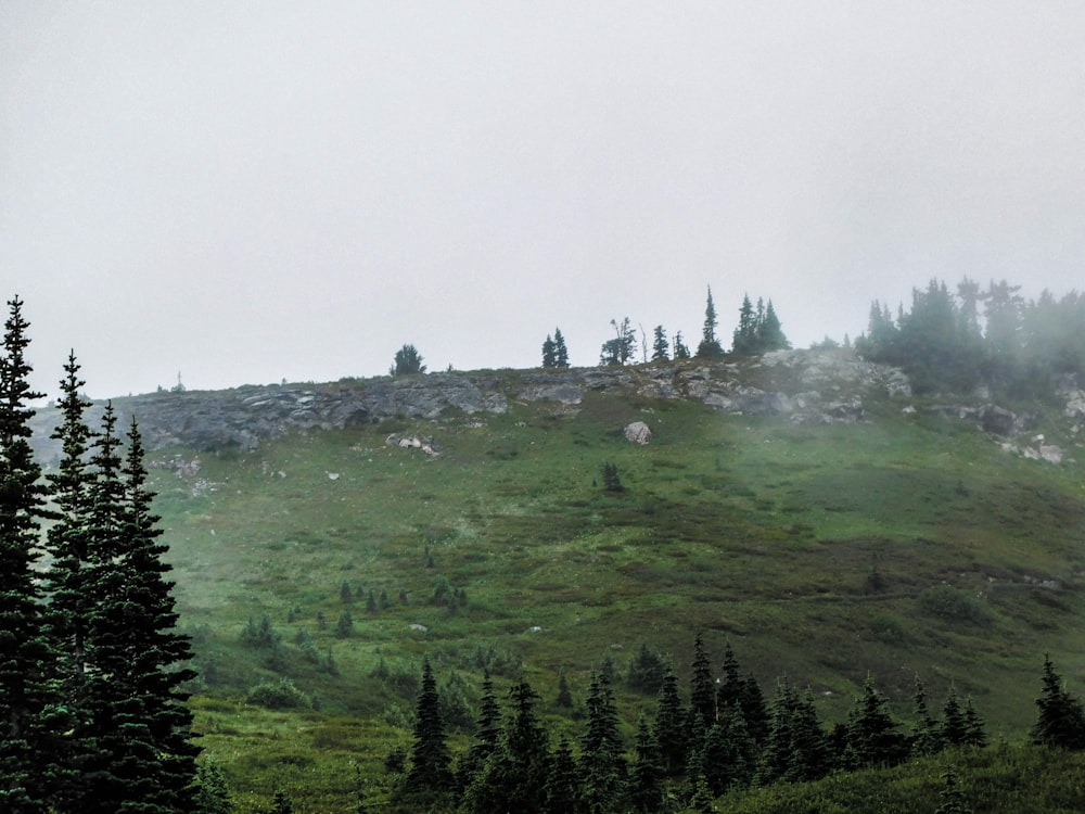 a grassy hill with trees on the side of it