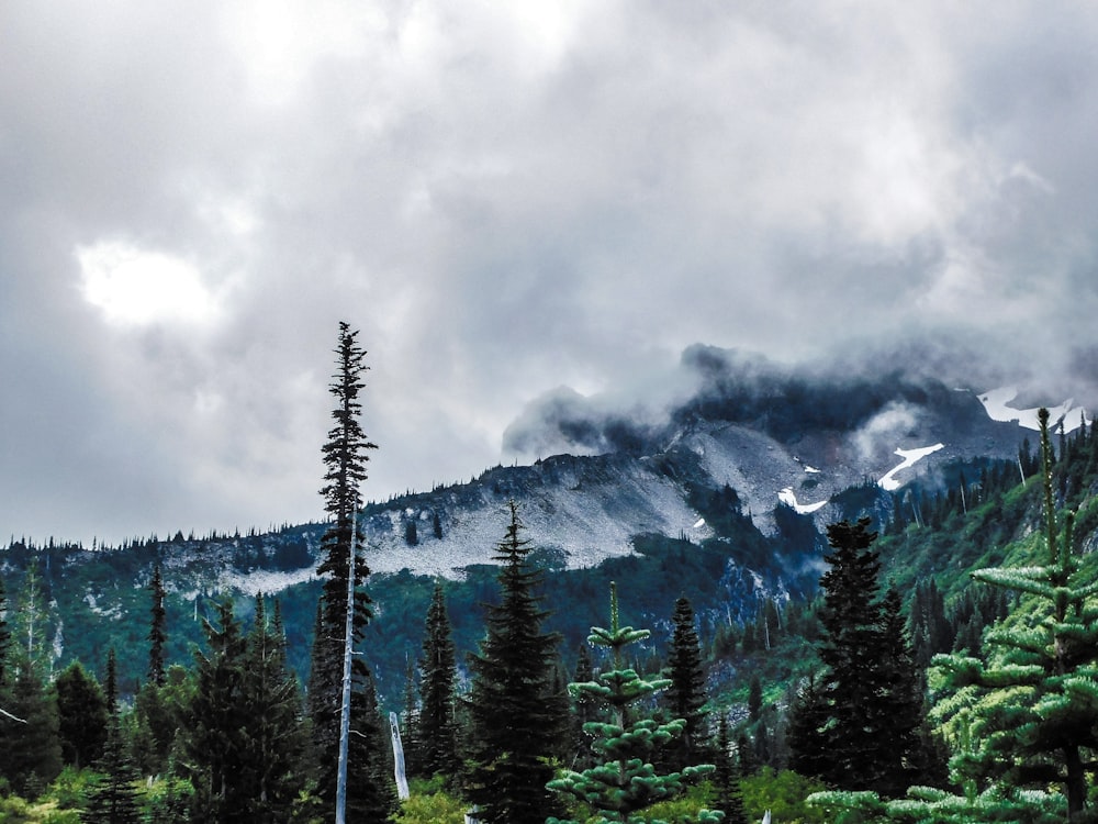 a forest with a mountain in the background