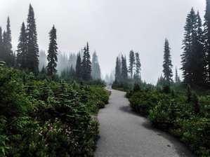 A misty forest trail winding through towering evergreen trees under soft morning light.