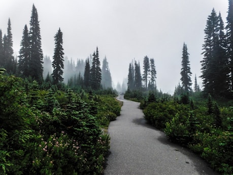A misty Pacific Northwest forest trail winding through towering evergreens, dappled with soft morning light.