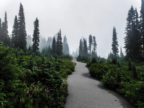 A winding forest path covered in gentle morning mist and dappled sunlight.