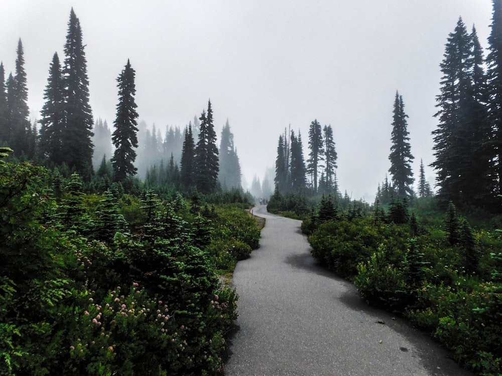 a path in the middle of a forest on a foggy day