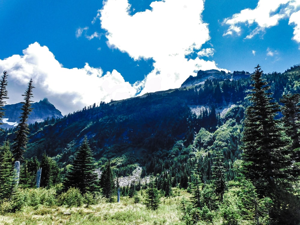 a view of a mountain with trees in the foreground