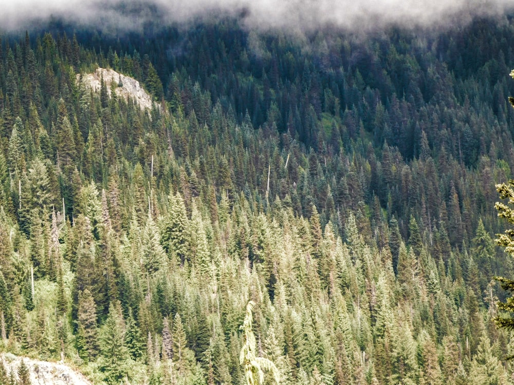 a bear is standing on a rock in front of a forest