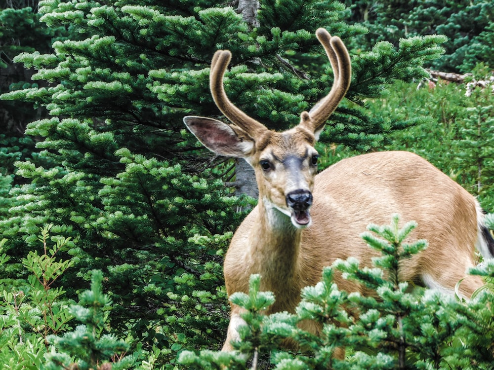 a deer with antlers standing in a forest