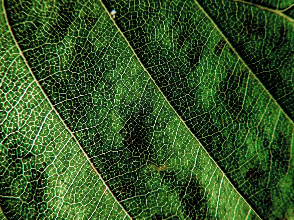 a close up view of a green leaf