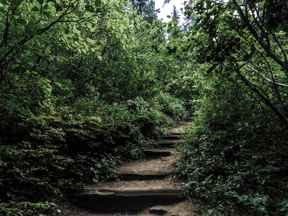 a set of steps leading through a lush green forest