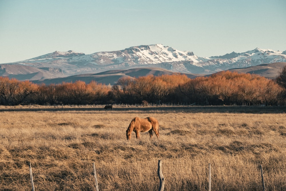 a horse grazing in a field with mountains in the background