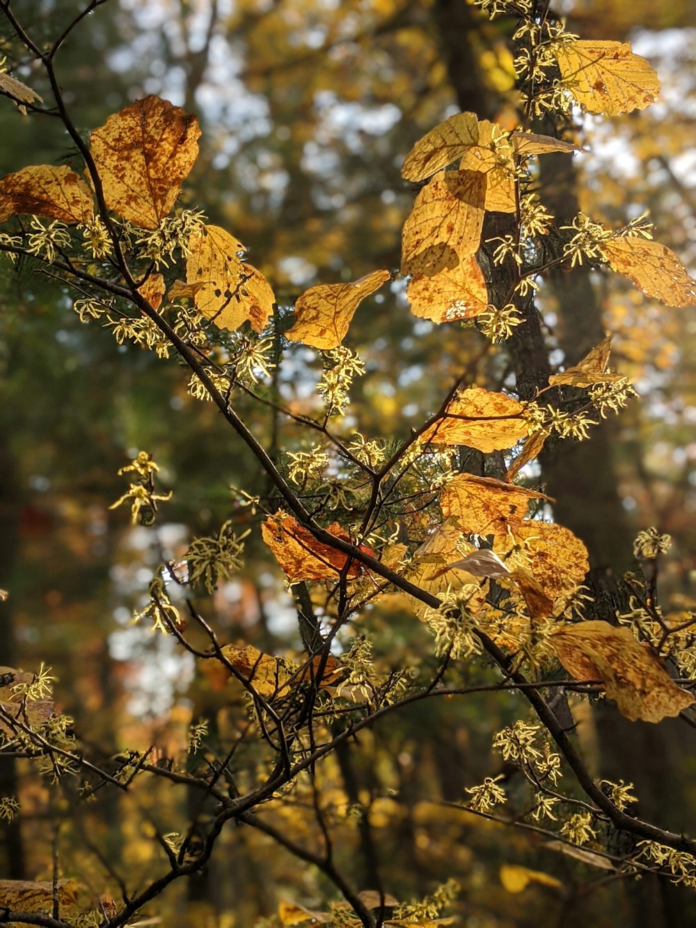 a tree with yellow leaves in a forest