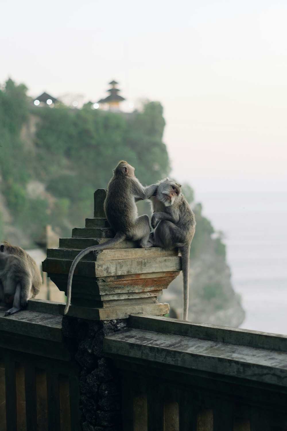 Un grupo de monos sentados encima de una valla de madera