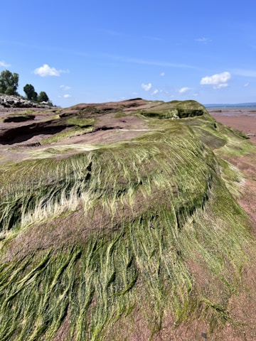 Scenic view of Brittany coastline where coralline algae thrive naturally.