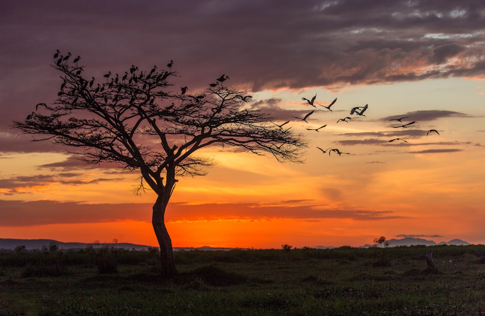 a flock of birds flying over a tree at sunset