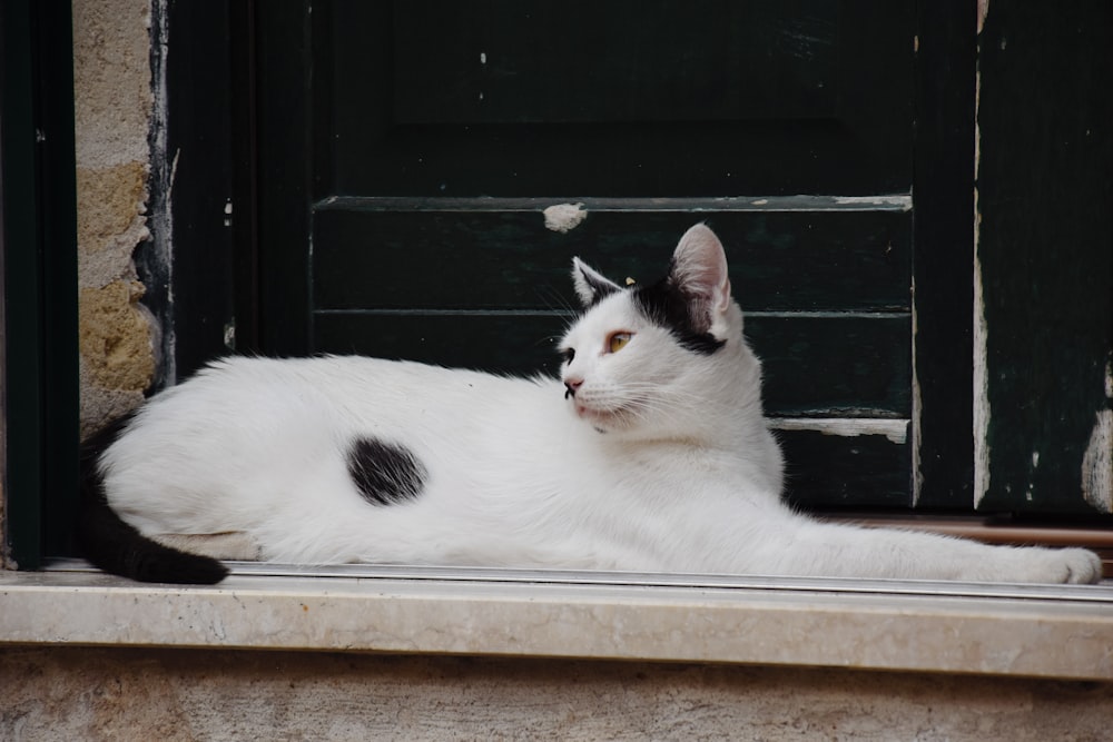 a black and white cat laying on a window sill