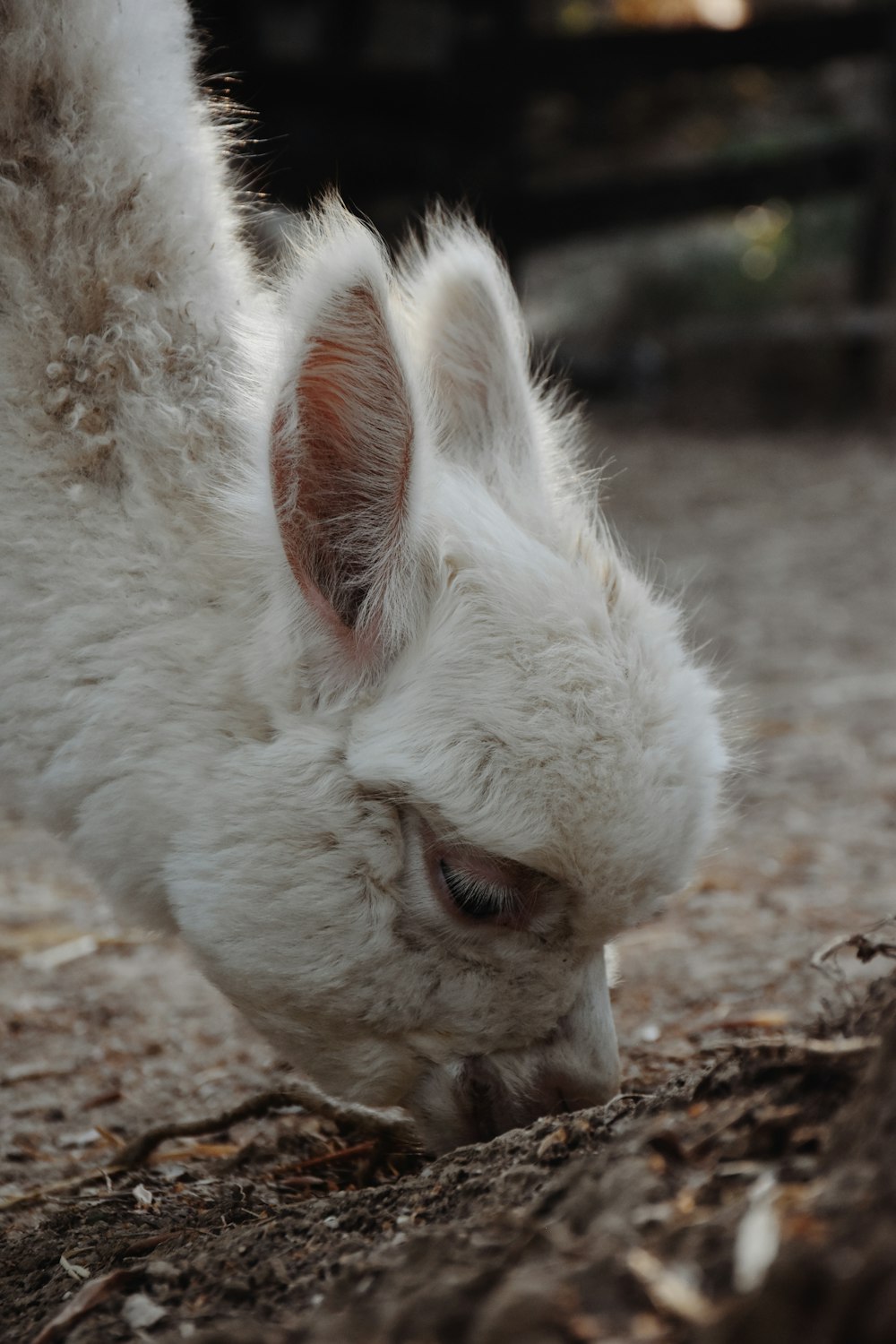 a close up of a small animal on a dirt ground