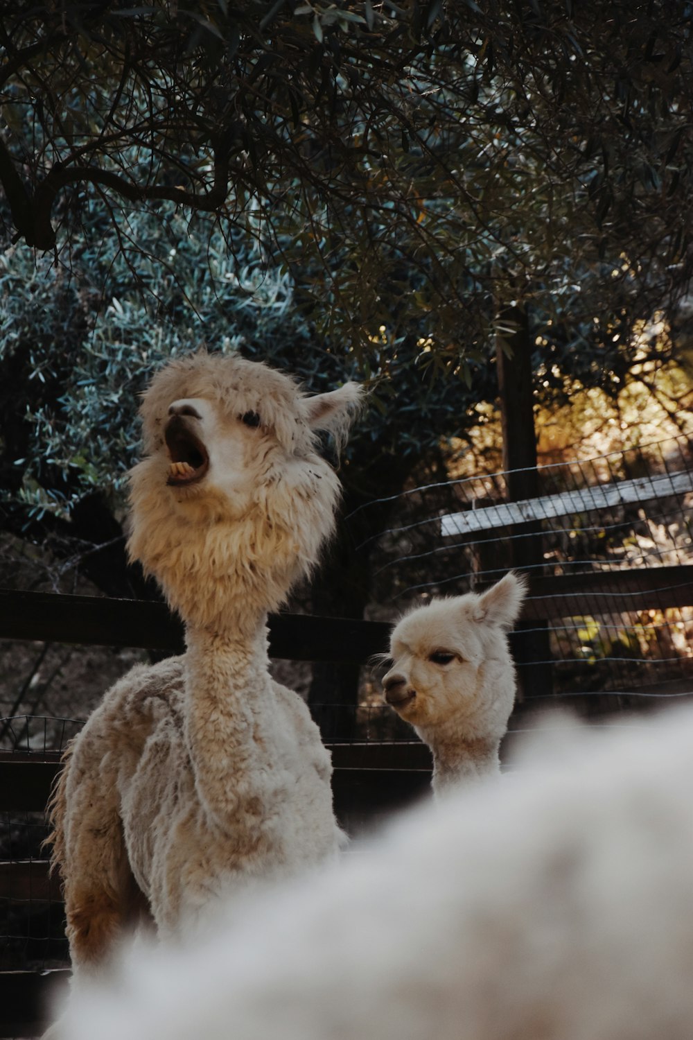 a couple of llamas standing next to each other