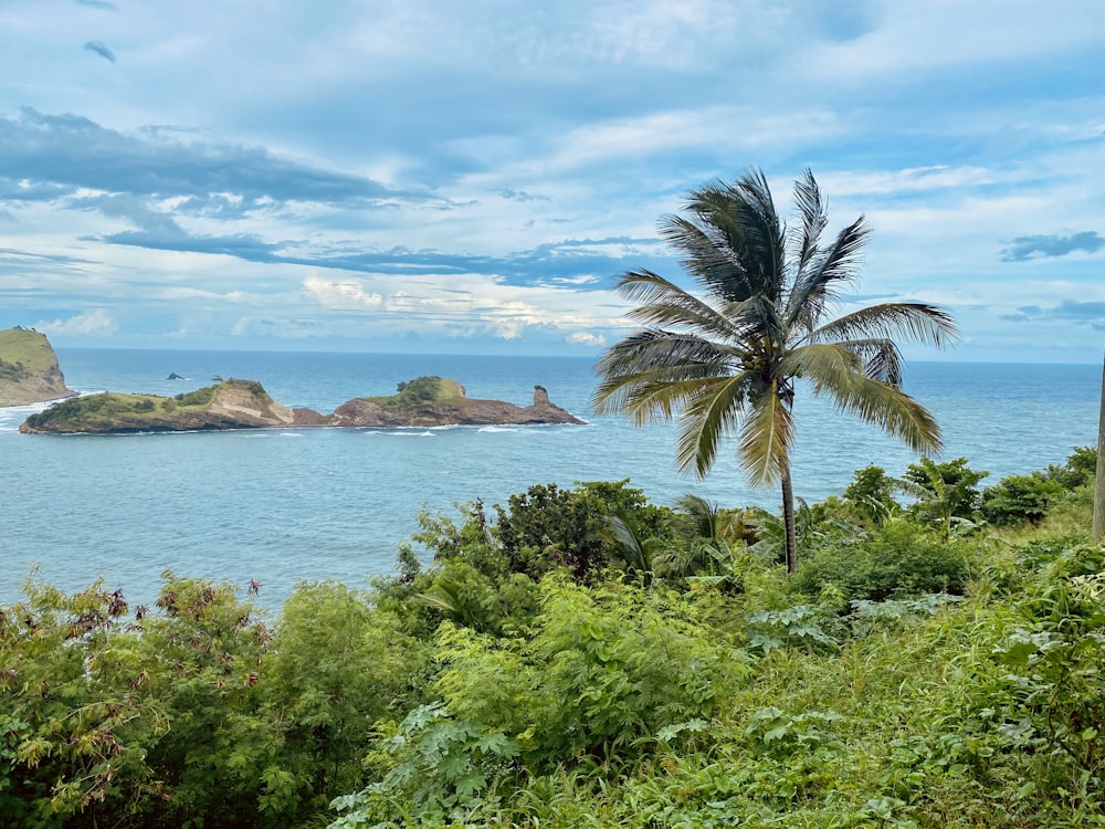 a palm tree on a hill overlooking a body of water