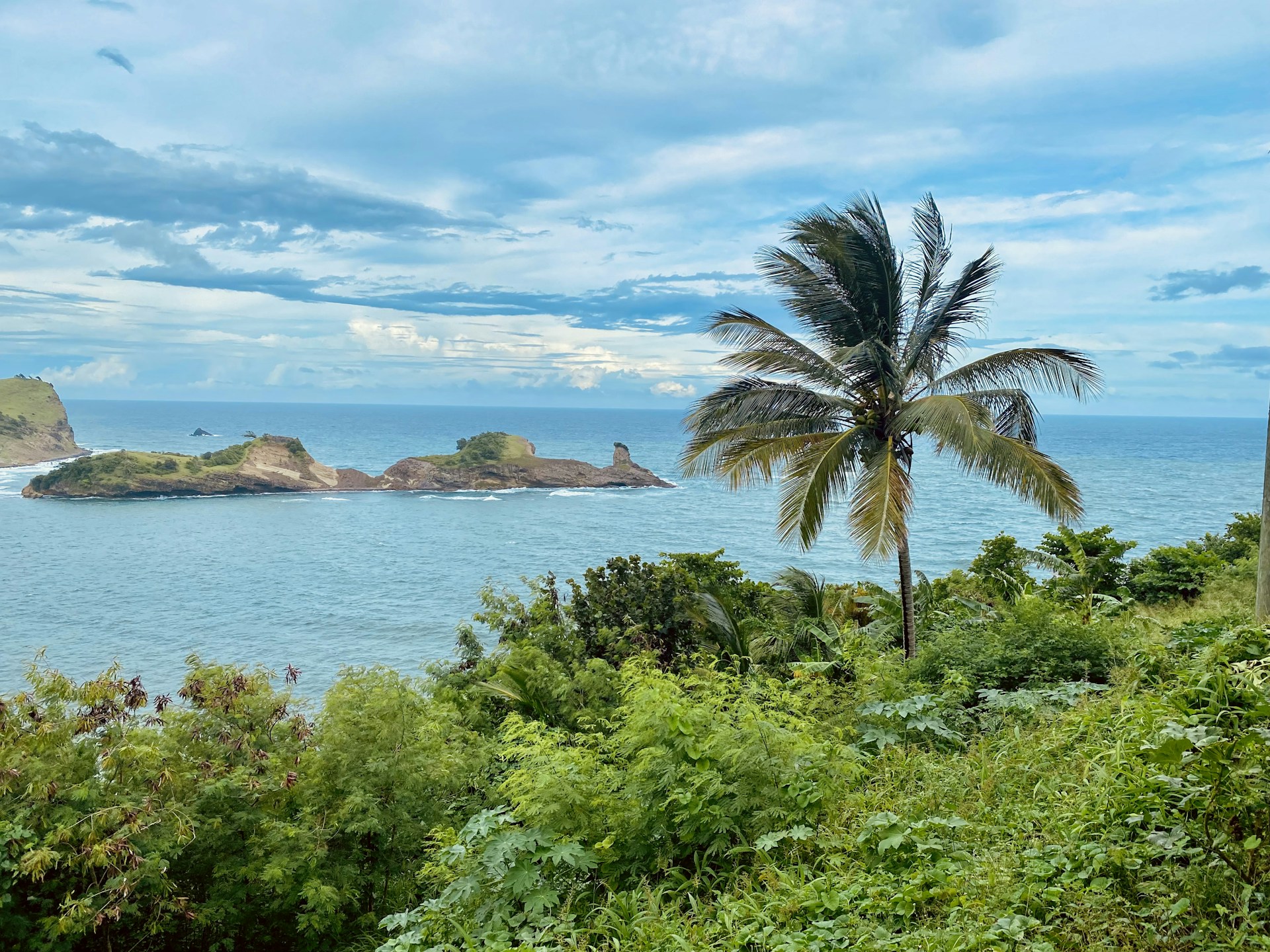 a palm tree on a hill overlooking a body of water