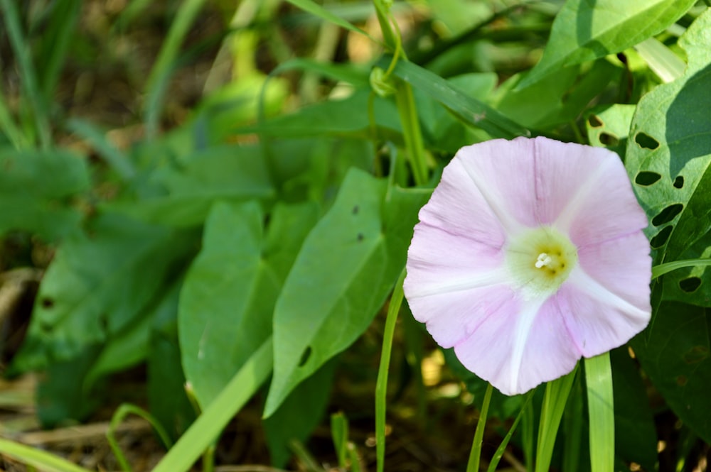 a pink flower is growing in the grass