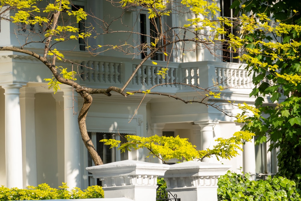 a white house with a tree in front of it