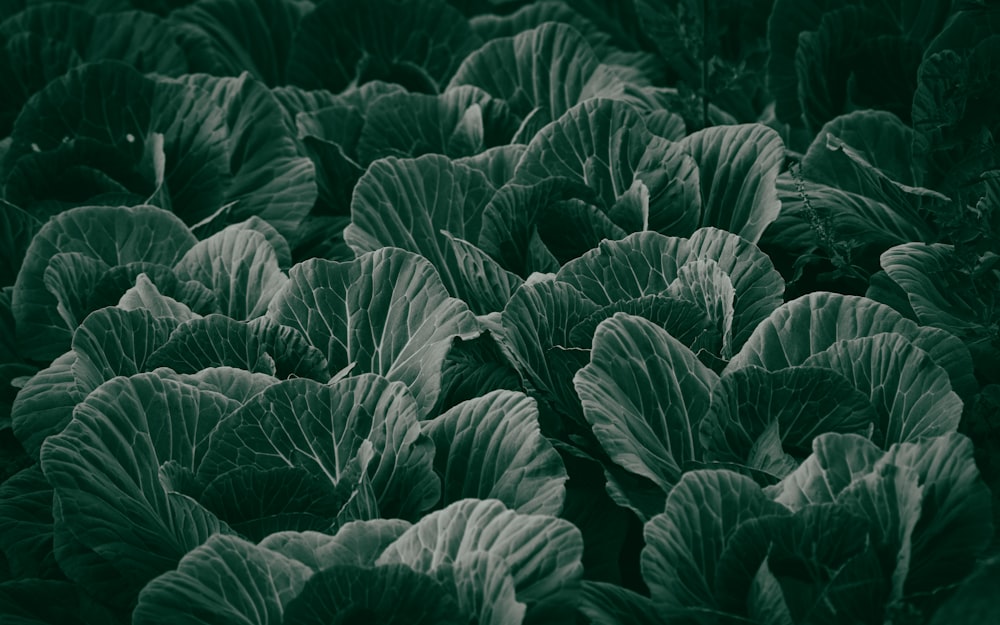 a close up of a bunch of green leafy plants