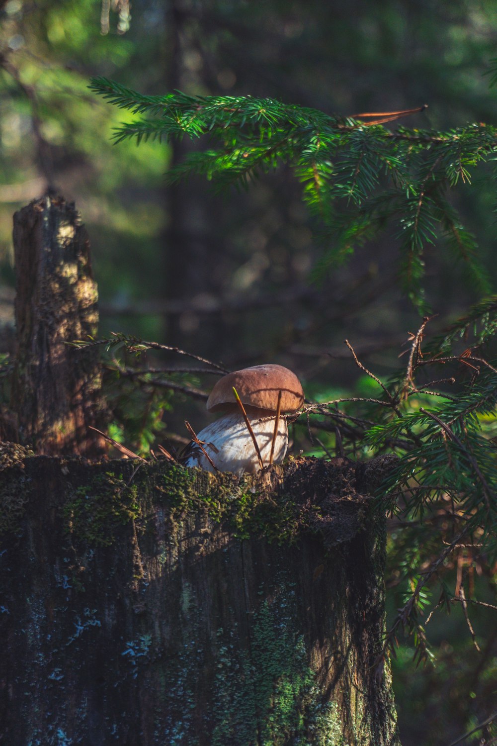 a mushroom sitting on top of a tree stump