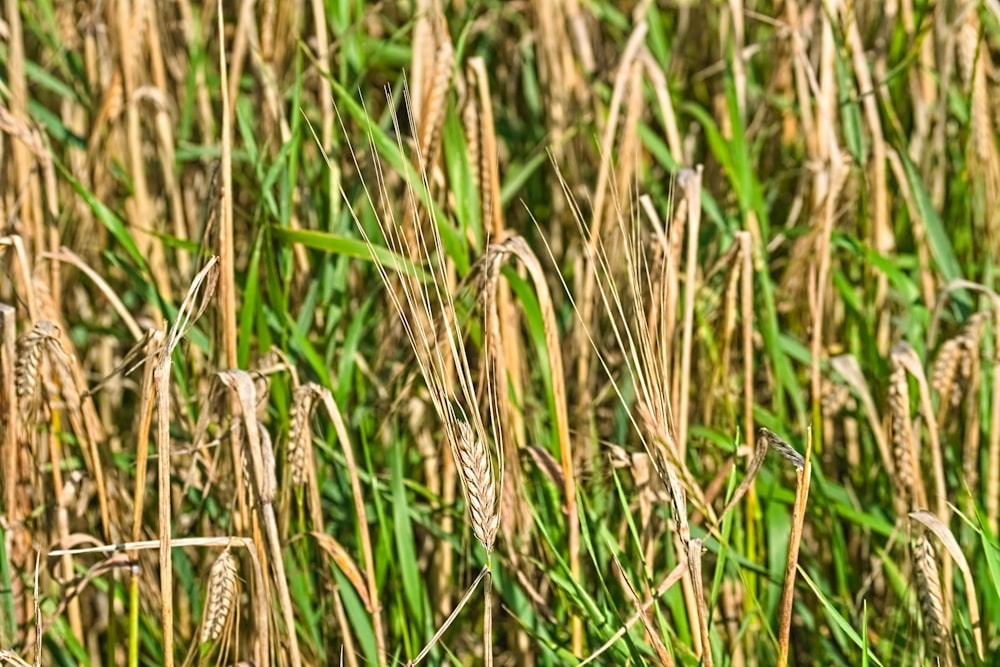 a close up of a field of wheat