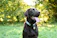 Happy Labrador playing with a bright blue chew toy in a sunny garden.