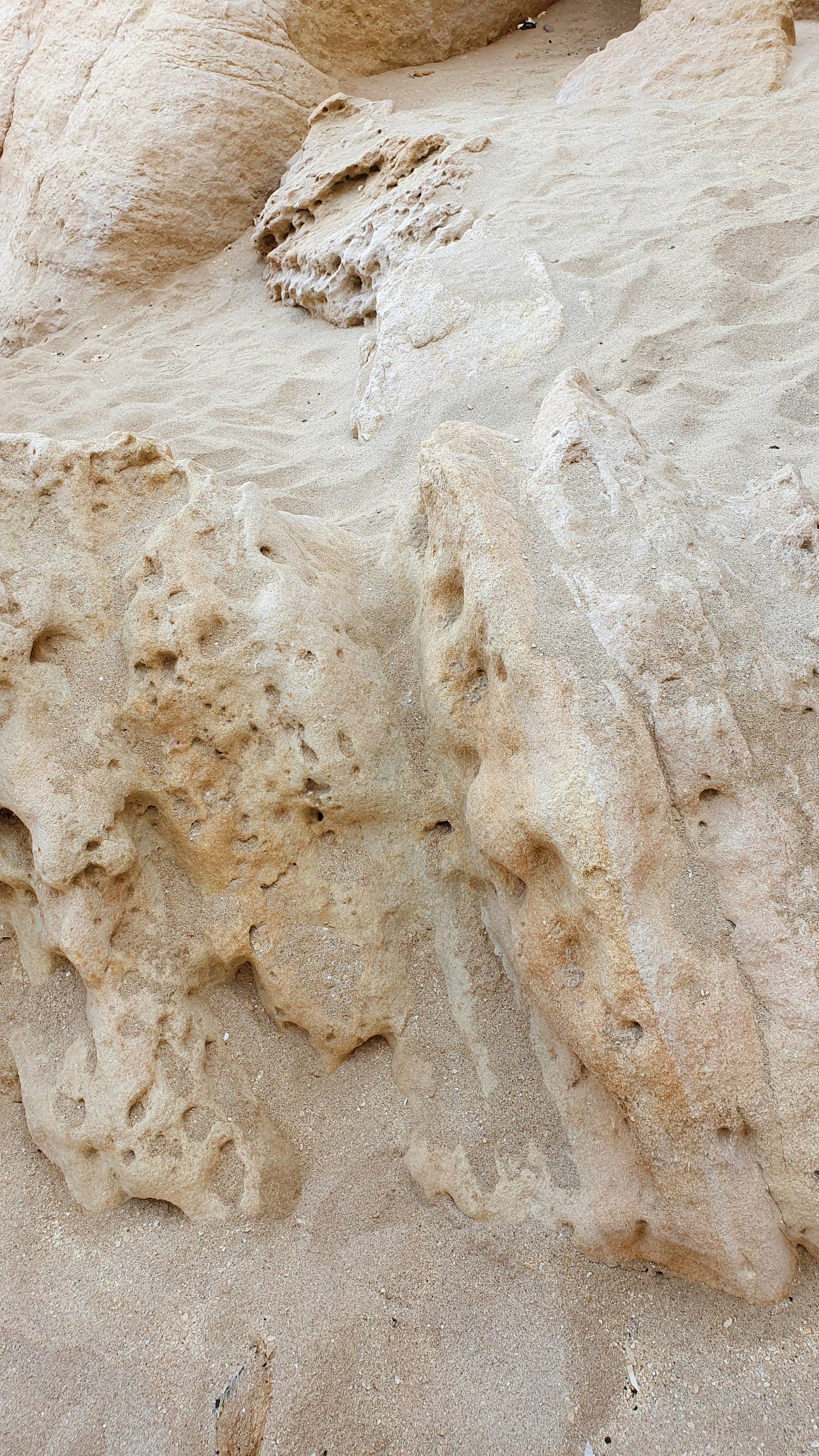 Un oiseau assis sur un rocher dans le sable