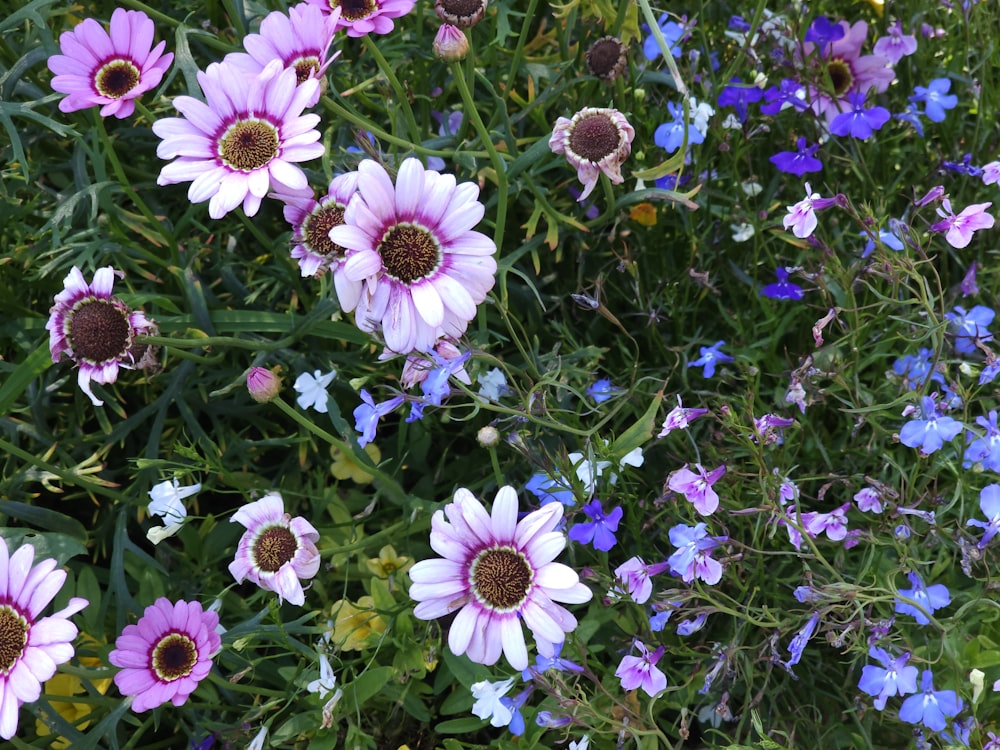 a bunch of flowers that are in the grass