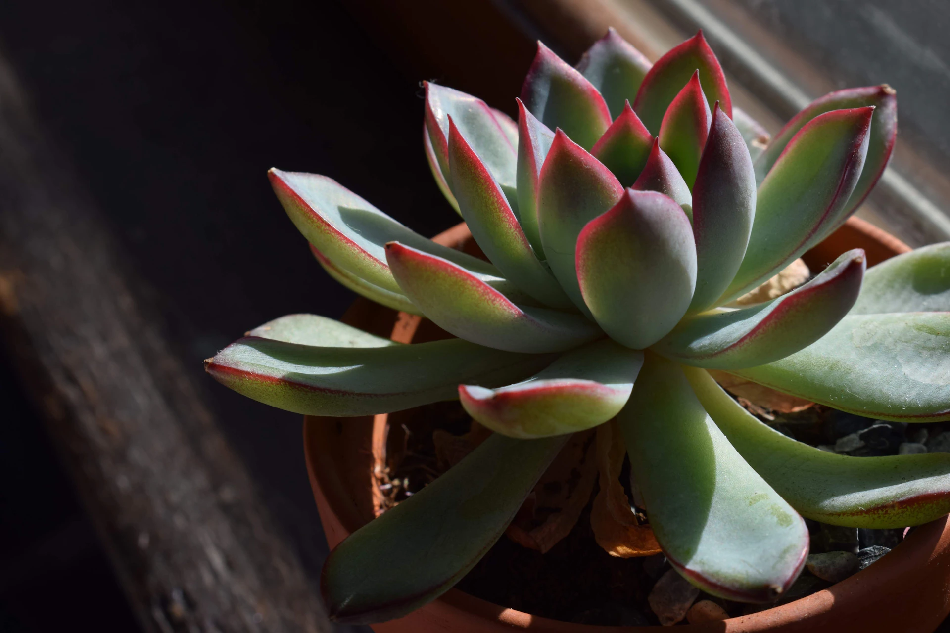 a close up of a plant in a pot