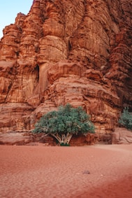 a rocky mountain with a tree in the middle of it