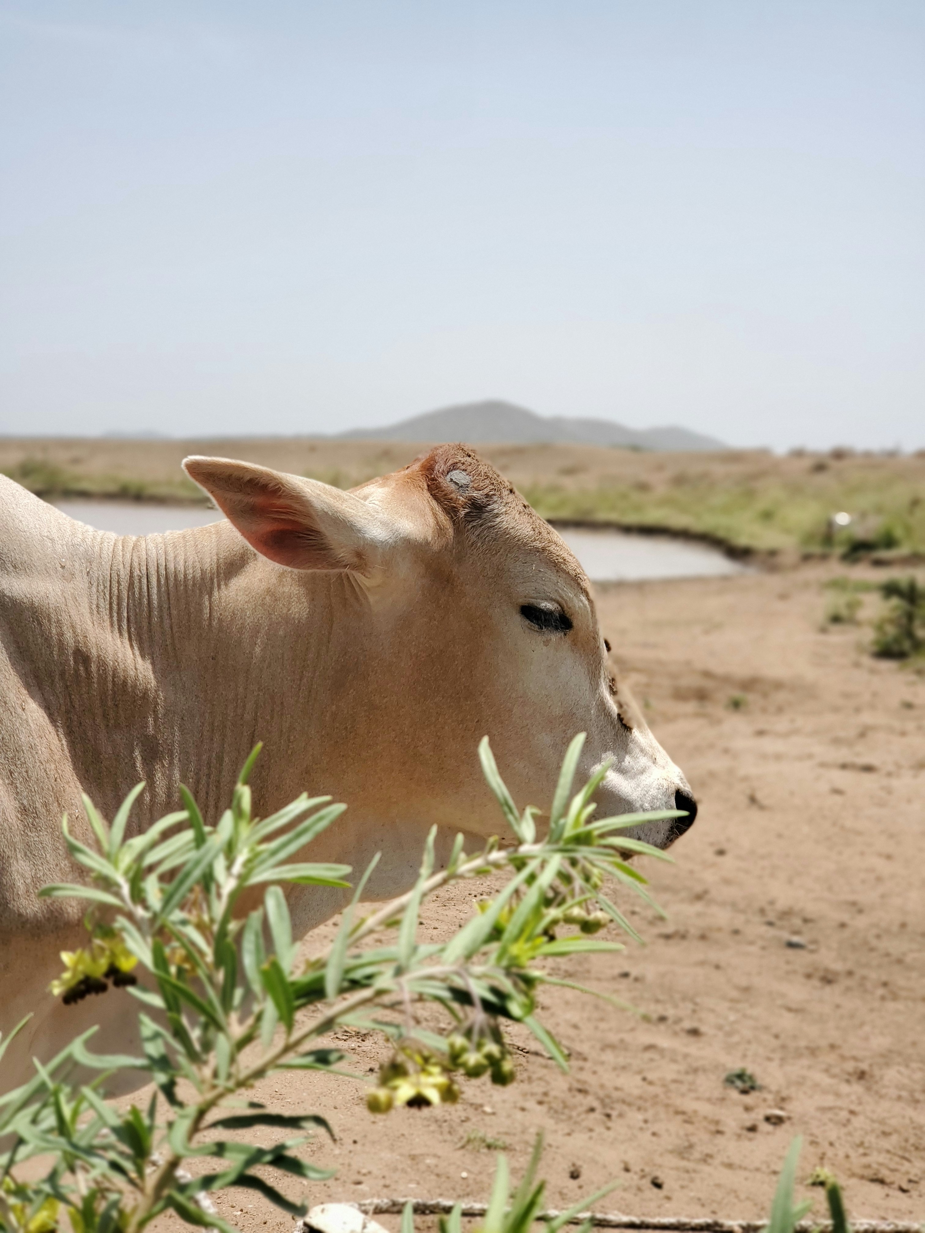 a cow is standing in the dirt near a body of water