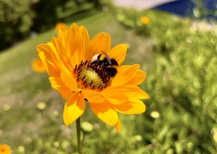 a bee is sitting on a yellow flower