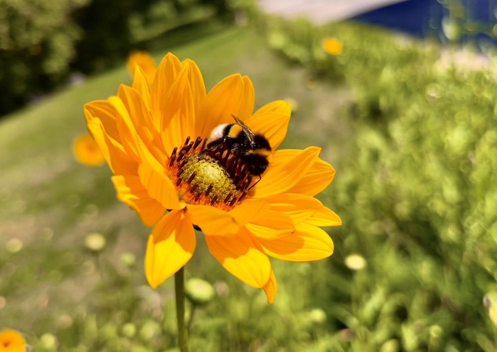 a bee is sitting on a yellow flower