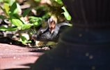 A black rat is partially concealed behind a large garden pot, surrounded by green foliage and natural sunlight. The texture of the rat's fur is visible along with its small round ear and bright eye. The setting appears to be a garden or outdoor space with various plants.