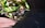 A black rat is partially concealed behind a large garden pot, surrounded by green foliage and natural sunlight. The texture of the rat's fur is visible along with its small round ear and bright eye. The setting appears to be a garden or outdoor space with various plants.