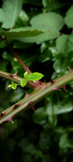 Seeds landing among thorny bushes, with thorns starting to grow and crowd the plants.